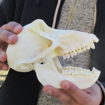 A-Grade 6-1/2" Female Baboon Skull - $155 (CITES P-000023748)