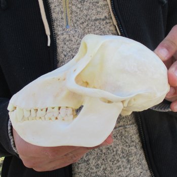 A-Grade 6-1/2" Female Baboon Skull - $155 (CITES P-000023748)