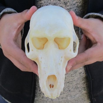 A-Grade 6-1/2" Female Baboon Skull - $155 (CITES P-000023748)