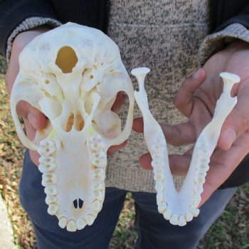 A-Grade 6-1/2" Female Baboon Skull - $155 (CITES P-000023748)