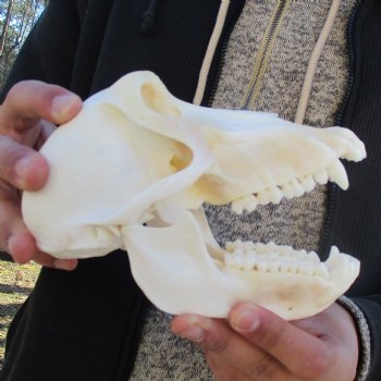 A-Grade 7" Female Baboon Skull - $155 (CITES P-000023748)