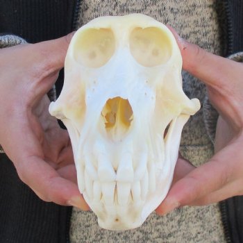 A-Grade 7" Female Baboon Skull - $155 (CITES P-000023748)