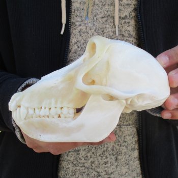 A-Grade 7" Female Baboon Skull - $155 (CITES P-000023748)