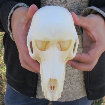 A-Grade 7" Female Baboon Skull - $155 (CITES P-000023748)