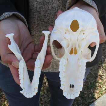 A-Grade 7" Female Baboon Skull - $155 (CITES P-000023748)