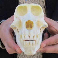 A-Grade 6-3/4" Female Baboon Skull - $155 (CITES P-000023748)