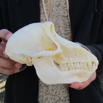 A-Grade 6-3/4" Female Baboon Skull - $155 (CITES P-000023748)