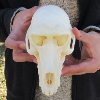 A-Grade 6-3/4" Female Baboon Skull - $155 (CITES P-000023748)