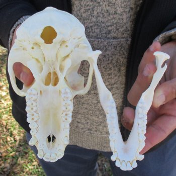 A-Grade 6-3/4" Female Baboon Skull - $155 (CITES P-000023748)