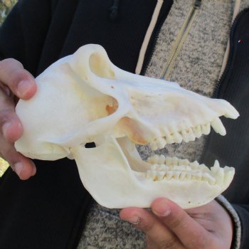 A-Grade 7" Female Baboon Skull - $155 (CITES P-000023748)