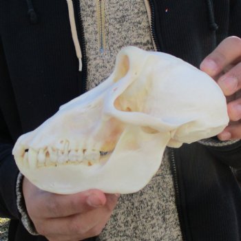 A-Grade 7" Female Baboon Skull - $155 (CITES P-000023748)