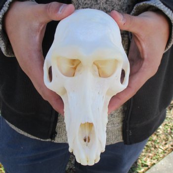 A-Grade 7" Female Baboon Skull - $155 (CITES P-000023748)