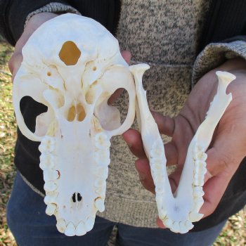 A-Grade 7" Female Baboon Skull - $155 (CITES P-000023748)