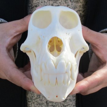 A-Grade 7" Female Baboon Skull - $155 (CITES P-000023748)