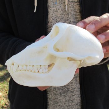 A-Grade 7" Female Baboon Skull - $155 (CITES P-000023748)