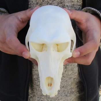 A-Grade 7" Female Baboon Skull - $155 (CITES P-000023748)