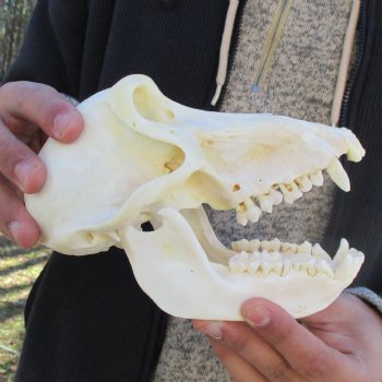 A-Grade 7" Female Baboon Skull - $155 (CITES P-000023748)