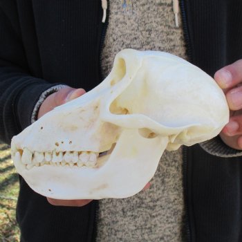 A-Grade 7" Female Baboon Skull - $155 (CITES P-000023748)