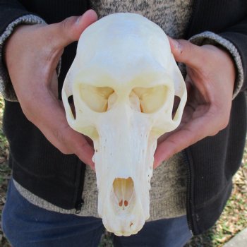 A-Grade 7" Female Baboon Skull - $155 (CITES P-000023748)