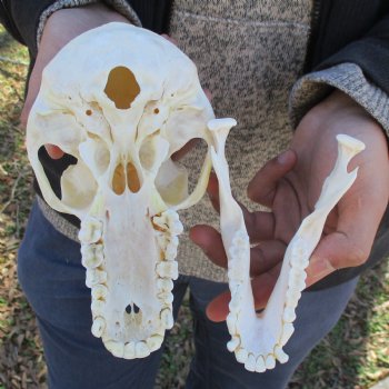 A-Grade 7" Female Baboon Skull - $155 (CITES P-000023748)