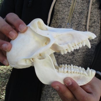 A-Grade 6-3/4" Female Baboon Skull - $155 (CITES P-000023748)