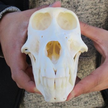 A-Grade 6-3/4" Female Baboon Skull - $155 (CITES P-000023748)