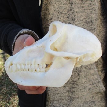 A-Grade 6-3/4" Female Baboon Skull - $155 (CITES P-000023748)