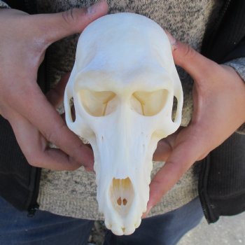 A-Grade 6-3/4" Female Baboon Skull - $155 (CITES P-000023748)