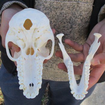 A-Grade 6-3/4" Female Baboon Skull - $155 (CITES P-000023748)