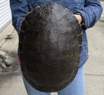 For Sale Huge River Cooter Turtle Shell 12 inches long  - $45