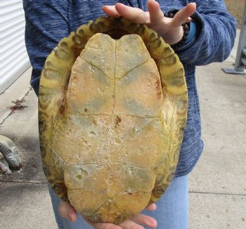 For Sale Huge River Cooter Turtle Shell 12 inches long  - $45