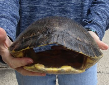 For Sale Huge River Cooter Turtle Shell 12 inches long  - $45