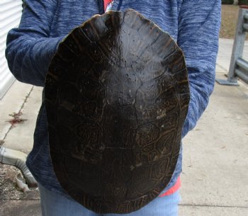 For Sale Huge River Cooter Turtle Shell 12-1/2 inches long  - $45