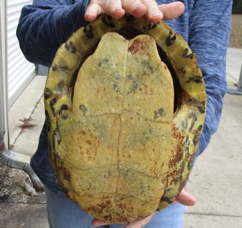 For Sale Huge River Cooter Turtle Shell 12-1/2 inches long  - $45