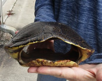 For Sale Huge River Cooter Turtle Shell 12-1/2 inches long  - $45