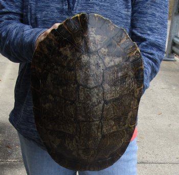 For Sale Huge River Cooter Turtle Shell 12 inches long  - $45