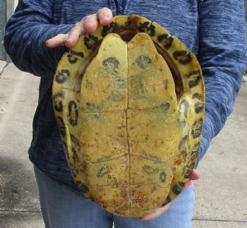 For Sale Huge River Cooter Turtle Shell 12 inches long  - $45