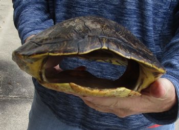 For Sale Huge River Cooter Turtle Shell 12 inches long  - $45