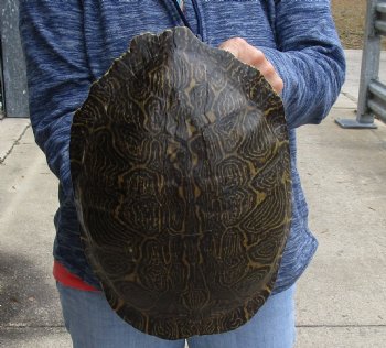 For Sale Huge River Cooter Turtle Shell 12 inches long  - $45