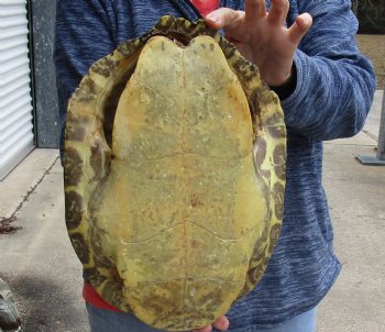 For Sale Huge River Cooter Turtle Shell 12 inches long  - $45