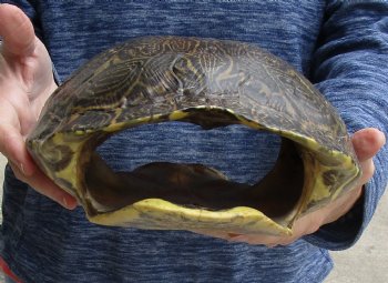 For Sale Huge River Cooter Turtle Shell 12 inches long  - $45