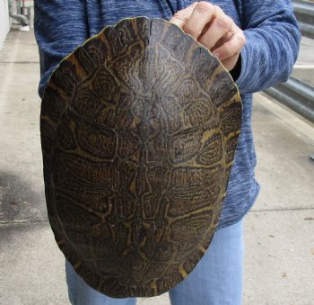 For Sale Huge River Cooter Turtle Shell 12 inches long  - $45