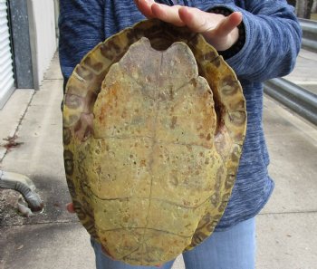 For Sale Huge River Cooter Turtle Shell 12 inches long  - $45