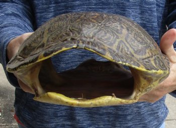 For Sale Huge River Cooter Turtle Shell 12 inches long  - $45