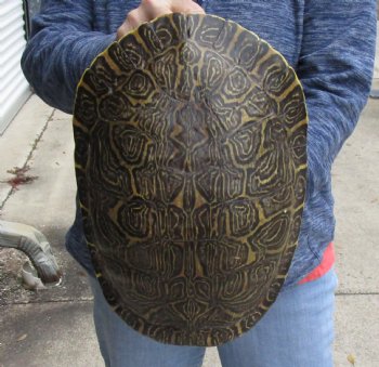 For Sale Huge River Cooter Turtle Shell 12-1/2 inches long  - $45