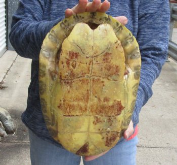 For Sale Huge River Cooter Turtle Shell 12-1/2 inches long  - $45