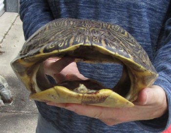 For Sale Huge River Cooter Turtle Shell 12-1/2 inches long  - $45