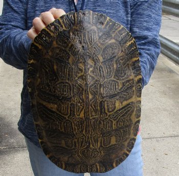 For Sale Huge River Cooter Turtle Shell 12 inches long  - $45