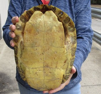 For Sale Huge River Cooter Turtle Shell 12 inches long  - $45