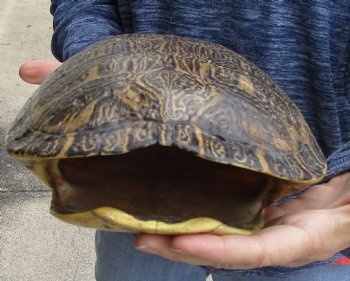 For Sale Huge River Cooter Turtle Shell 12 inches long  - $45